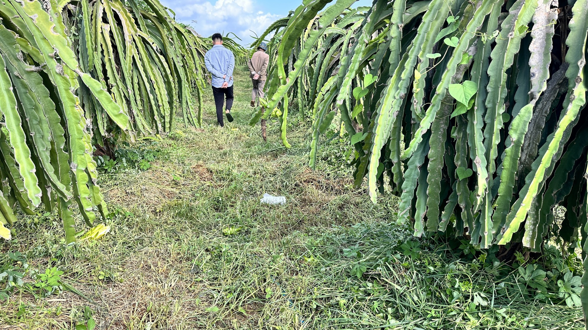 Cắt cỏ bằng máy bị văng lưỡi dao, người đàn ông tử vong