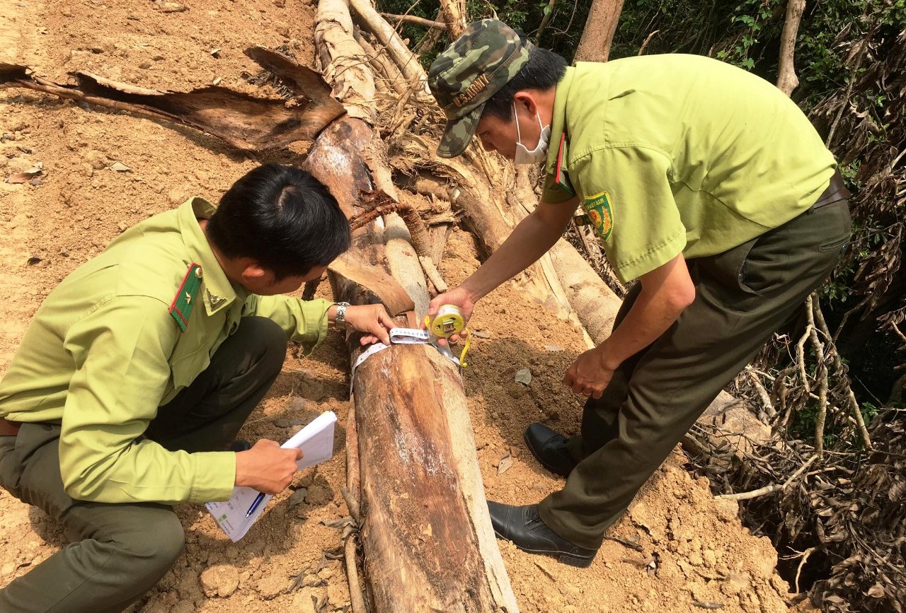 Hàng ngàn m2 rừng bị phá để làm đường khi chưa được cơ quan chức năng cấp phép - Ảnh 4.