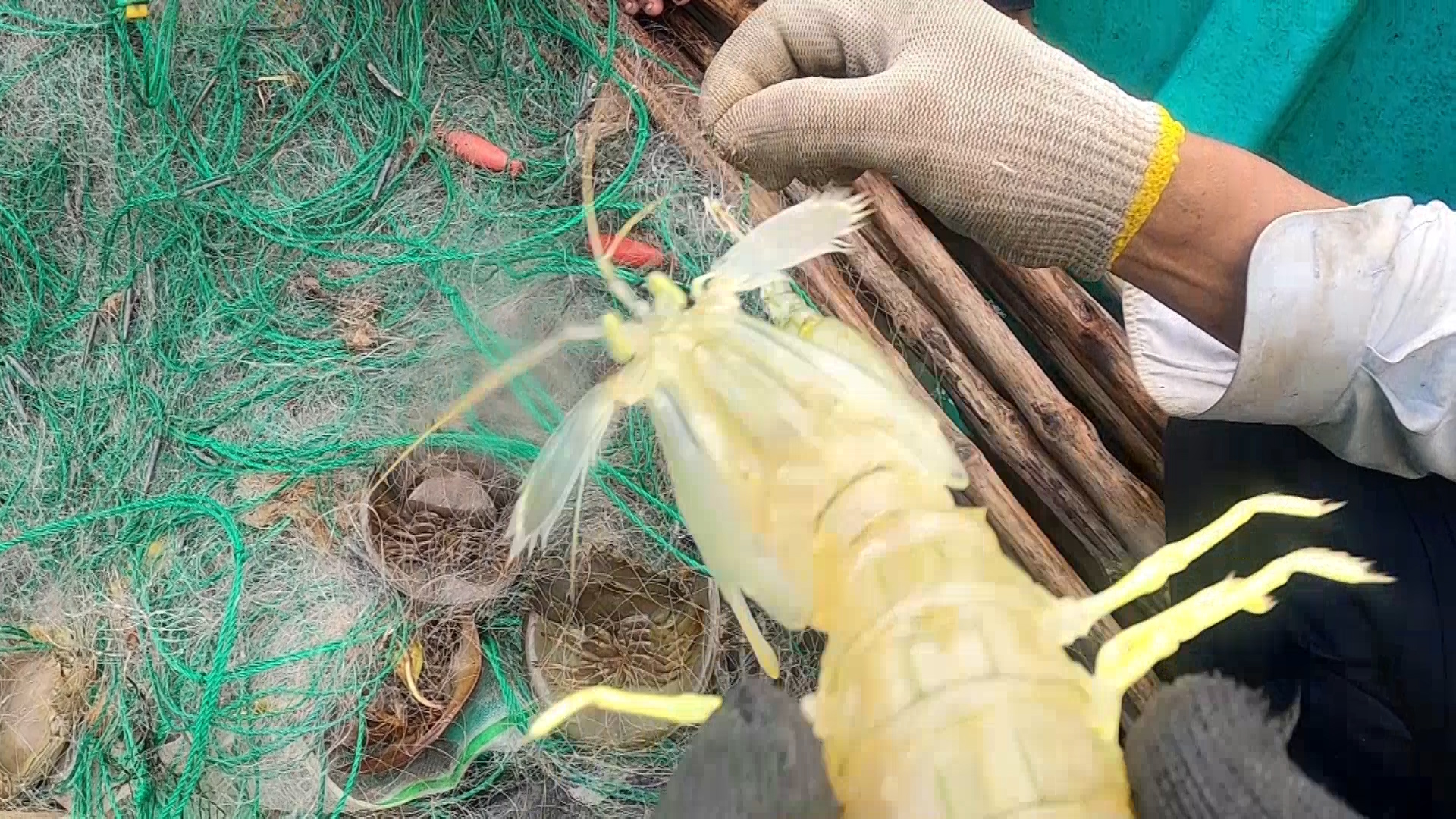 CLIP: Sống khỏe từ nghề săn đặc sản ở biển Tây - Ảnh 7.