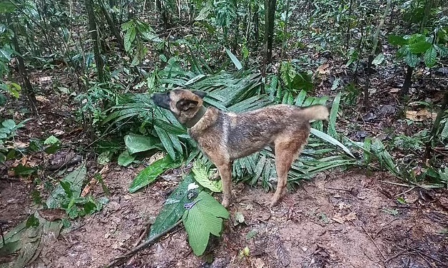 Vụ ph&eacute;p mầu Colombia: Mẹ 4 đứa trẻ sống th&ecirc;m 4 ng&agrave;y sau khi m&aacute;y bay rơi - Ảnh 8.