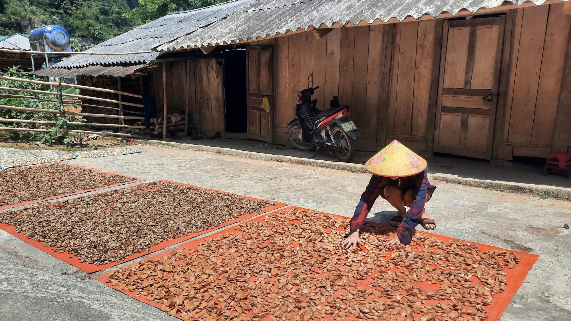 Từ bỏ cây "giết người" để trồng cây cứu người