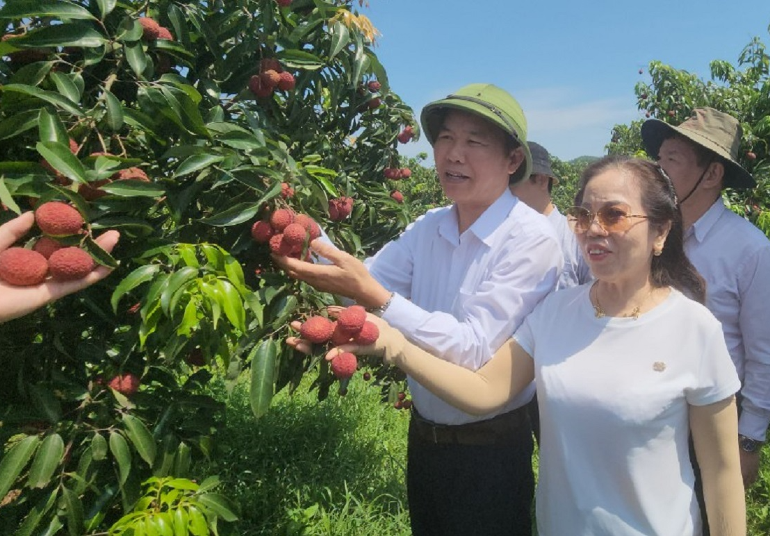 Lô vải không hạt đầu tiên "cưỡi" máy bay sang Nhật Bản, Anh