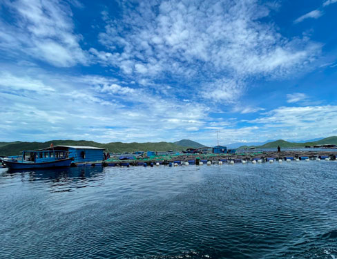 Côn đồ lộng hành ở vịnh Vân Phong (*): Ép giá, thu lợi "khủng"