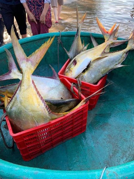 Ngư dân Hà Tĩnh thu 600 triệu đồng chỉ một đêm ra khơi