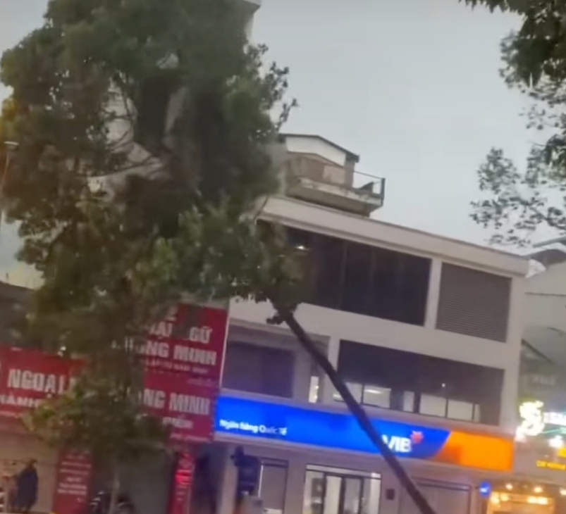 TP HCM: Mưa lớn, cây cao hơn 10m bật gốc đổ xuống đường