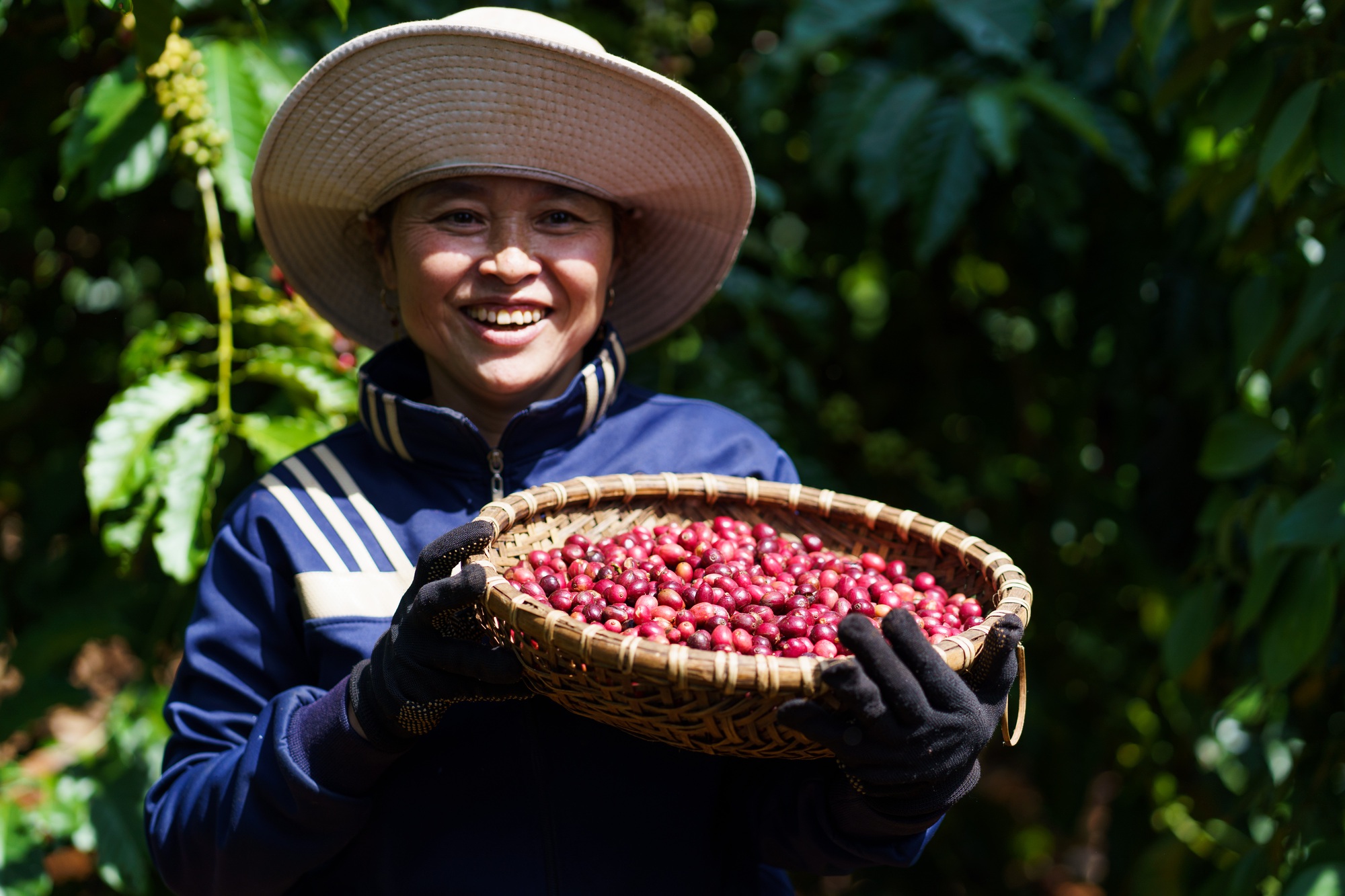 Nestl&eacute; triển khai m&ocirc; h&igrave;nh n&ocirc;ng nghiệp t&aacute;i sinh - Ảnh 1.