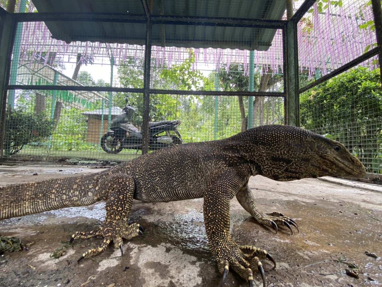 Kỳ đà quý hiếm lạc vào khu du lịch ở Khánh Hòa