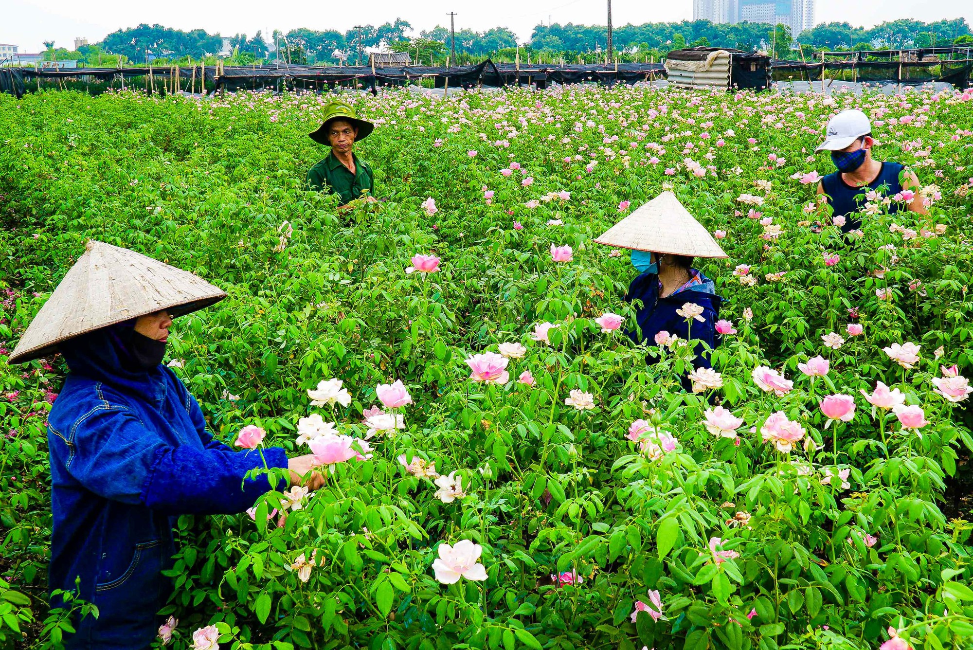 Xanh hóa nông nghiệp thủ đô - Ảnh 3.