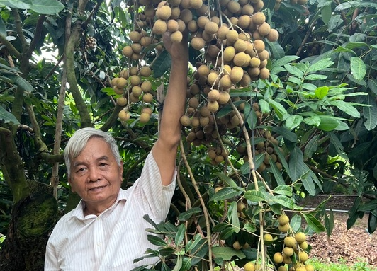 CLIP: Lão nông lai tạo giống nhãn "siêu trái", thu hoạch không đủ bán