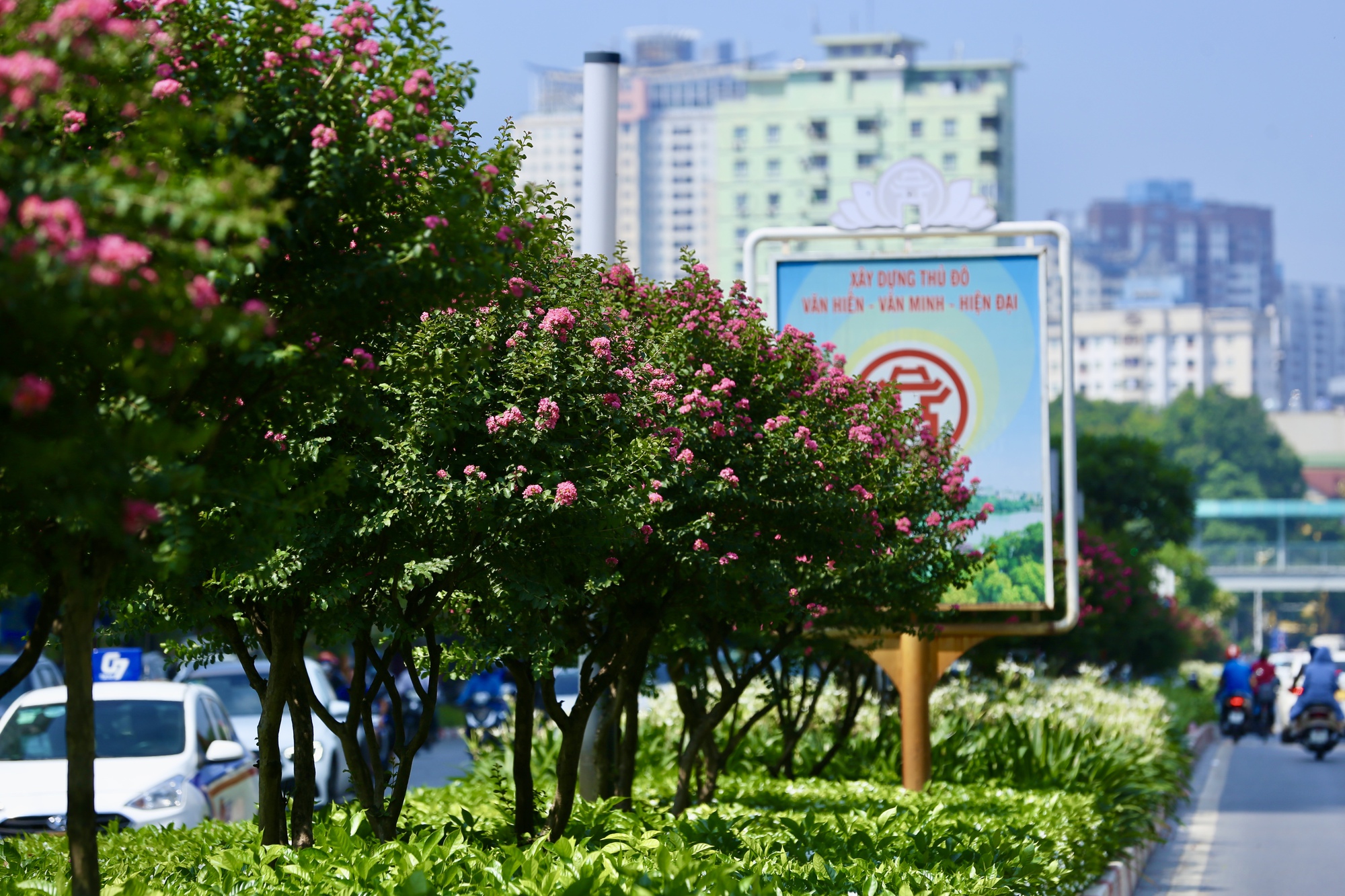 Giới trẻ th&iacute;ch th&uacute; khoe sắc b&ecirc;n hoa tường vi nở rộ - Ảnh 4.