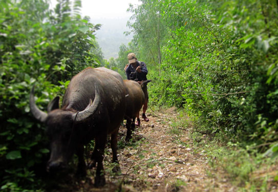 "Gửi" trâu, bò trên dãy Hoành Sơn