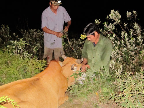 Gửi tr&acirc;u, b&ograve; tr&ecirc;n d&atilde;y Ho&agrave;nh Sơn - Ảnh 3.
