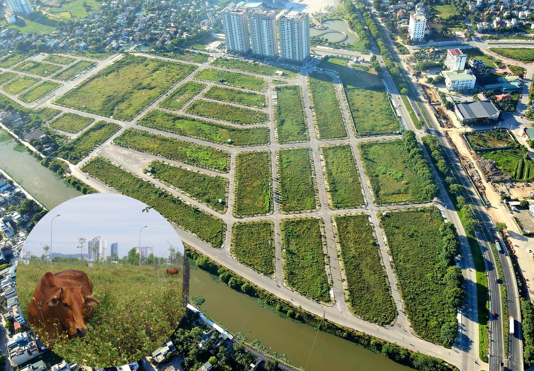 Mặt bằng "đất vàng" giữa lòng TP Thanh Hóa thành nơi thả bò