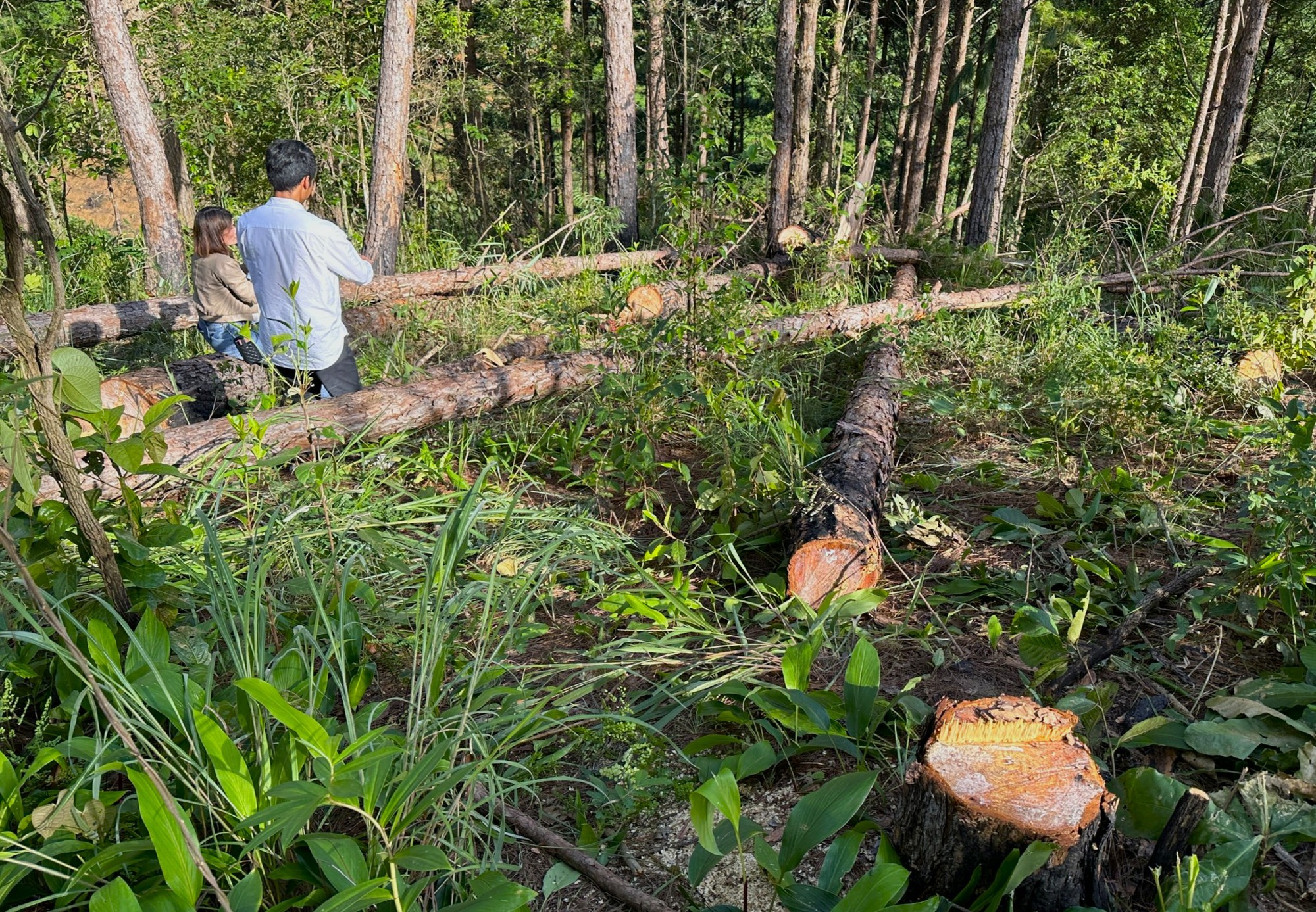 H&agrave;ng loạt c&acirc;y th&ocirc;ng ba l&aacute; bị đầu độc ở L&acirc;m Đồng - Ảnh 1.