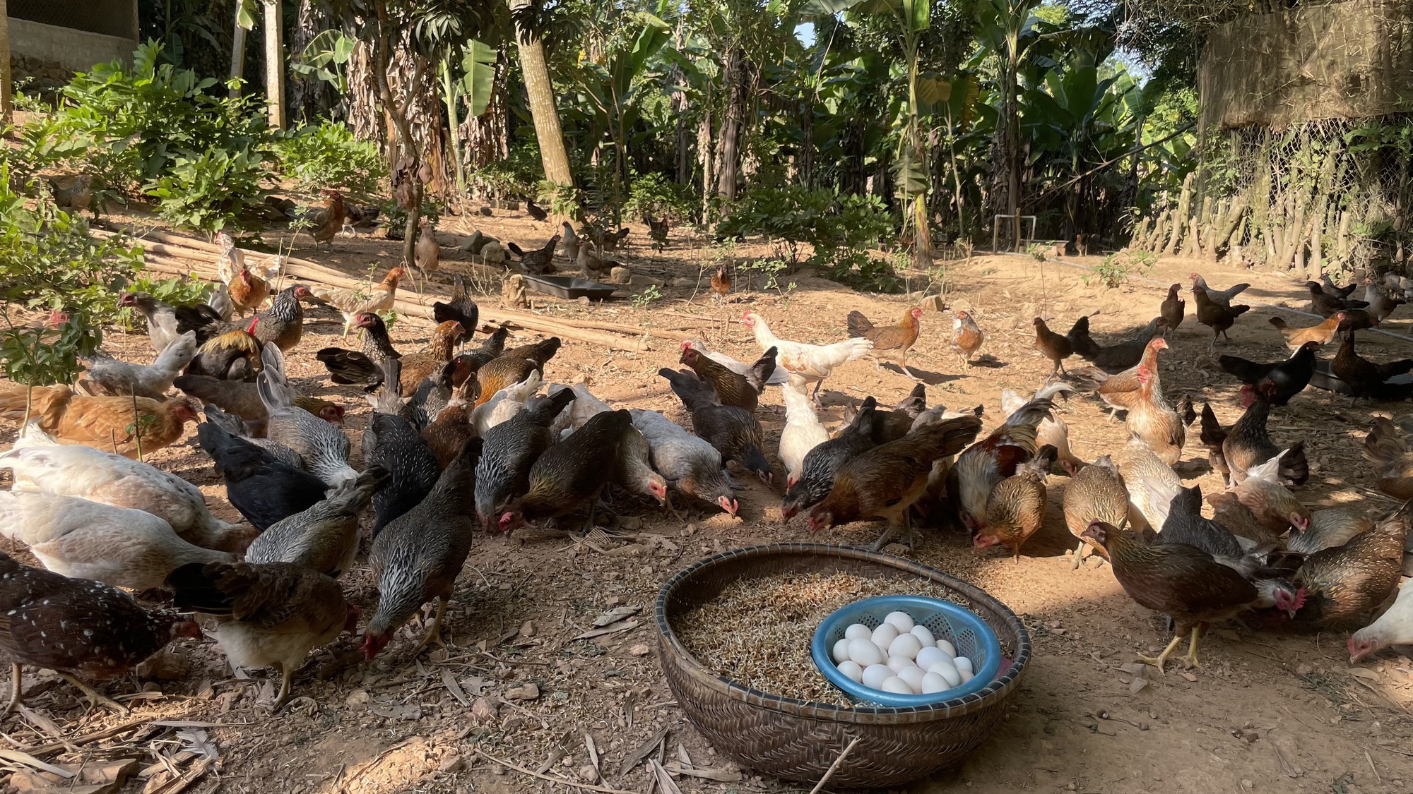 Kh&eacute;p k&iacute;n từ trang trại đến b&agrave;n ăn - Ảnh 2.