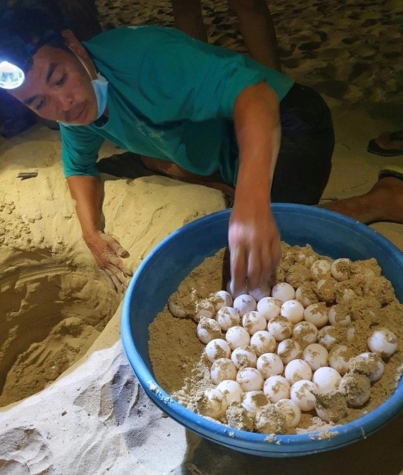 "Bà đỡ" mát tay của rùa biển