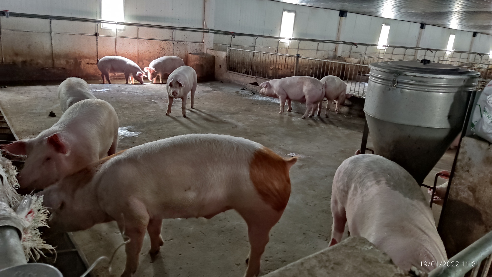 Bầu Đức tiếp tục bội thu từ “heo ăn chuối”