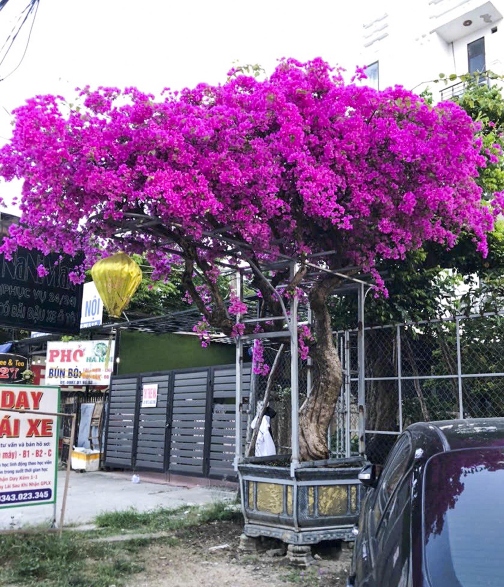 Khu vườn bonsai độc đáo của chàng trai trẻ Quảng Nam - Ảnh 5.