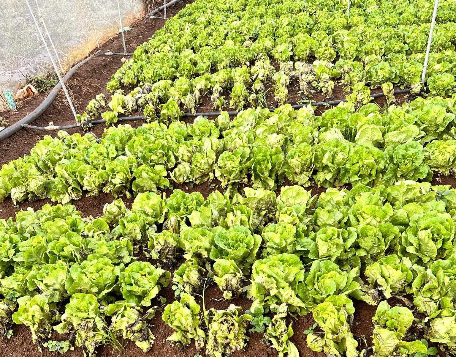 Mưa lớn li&ecirc;n tục, rau xanh bị hư hại, gi&aacute; tăng - Ảnh 3.