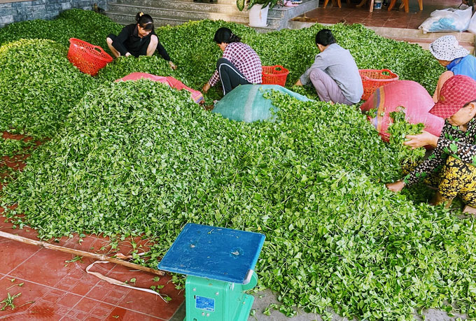 Đổi đời nhờ trồng rau má trên đất phèn