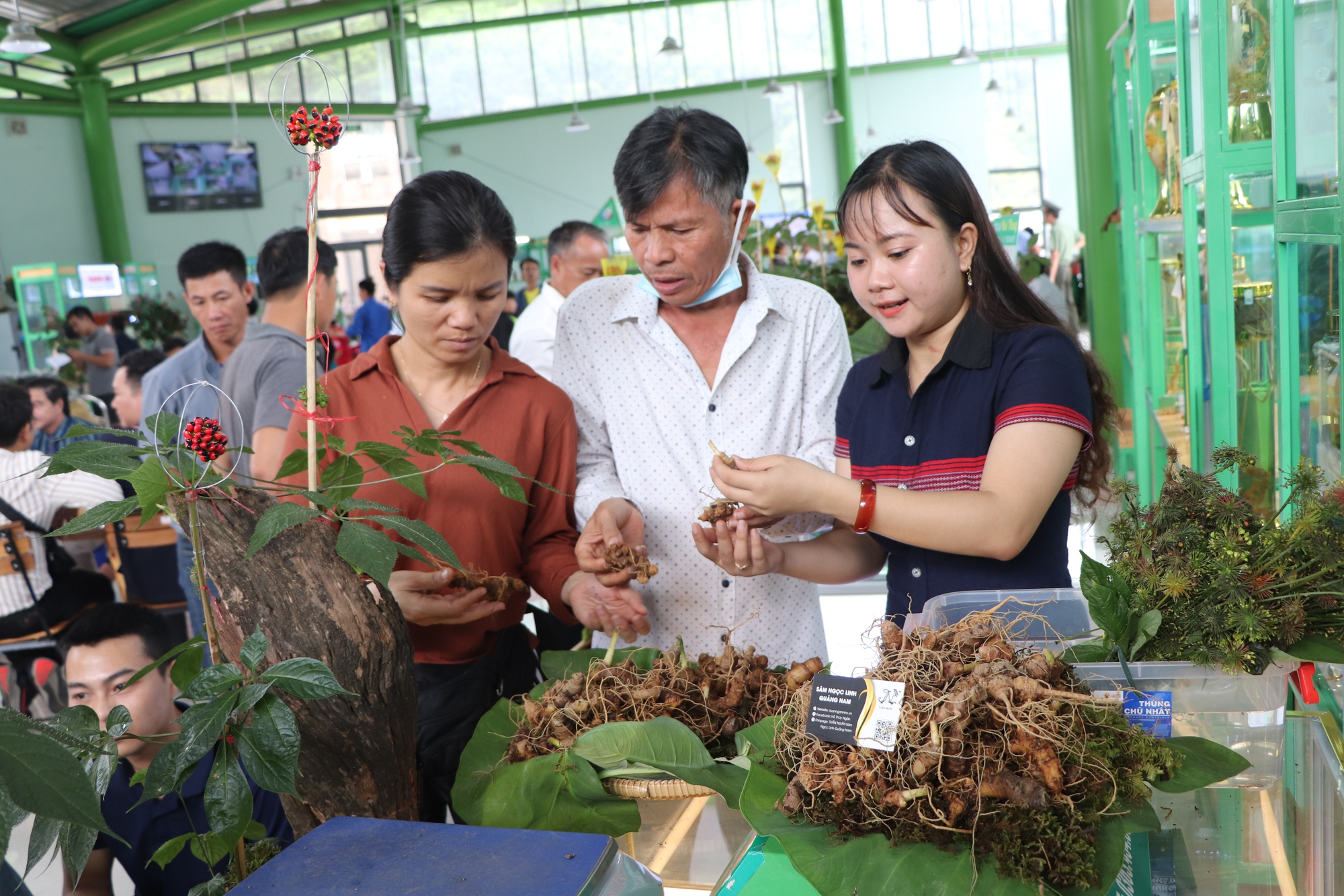 VIDEO: 160 triệu đồng/kg sâm Ngọc Linh, cách nào phân biệt thật, giả? - Ảnh 10.