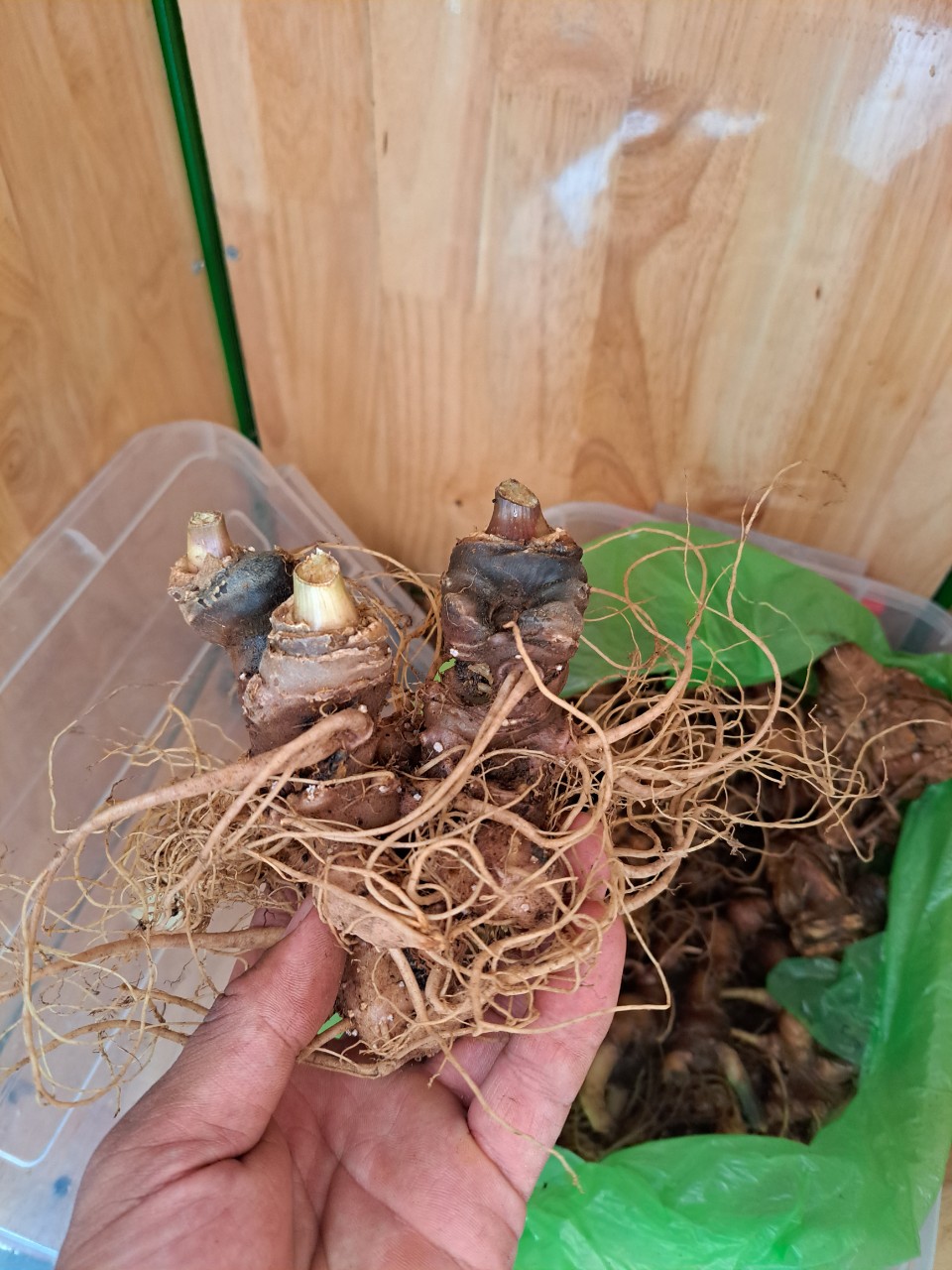 Ph&aacute;t hiện 2 kg s&acirc;m Ngọc Linh nghi giả chuẩn bị tuồn v&agrave;o hội chợ - Ảnh 3.