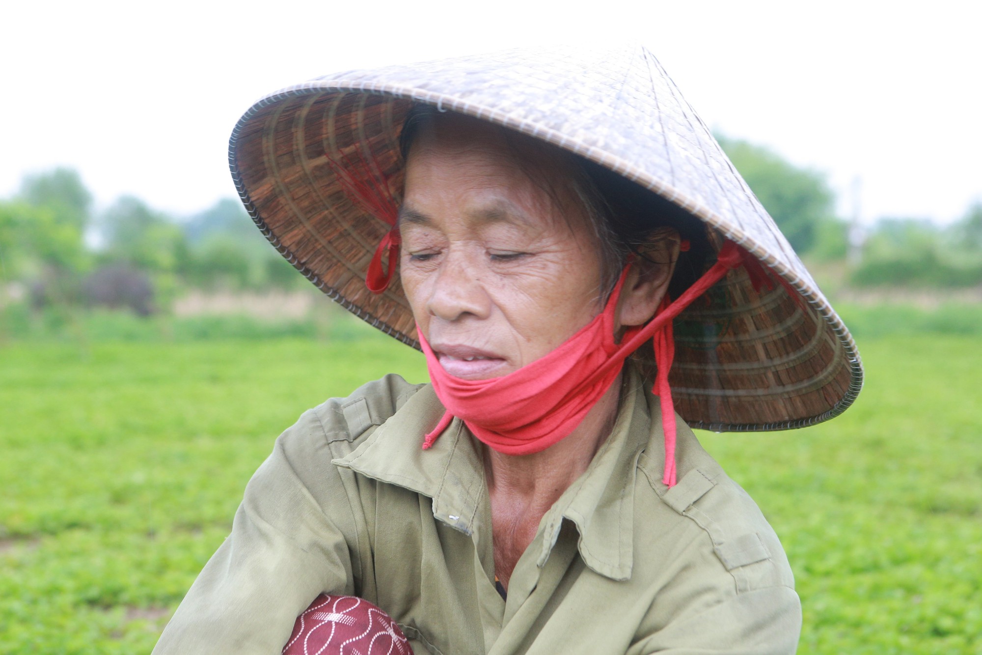 Người d&acirc;n trồng rau m&aacute; bị nợ gần 200 triệu đồng - Ảnh 3.