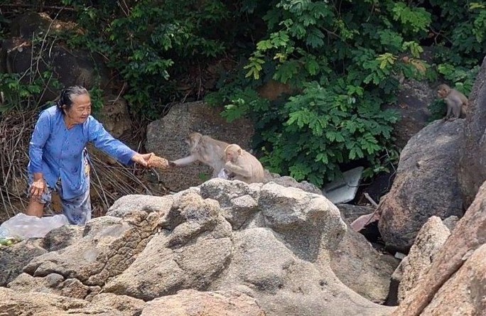 Đặt bẫy, trộn thuốc mê để đưa đàn khỉ quý hiếm về rừng - Ảnh 1.