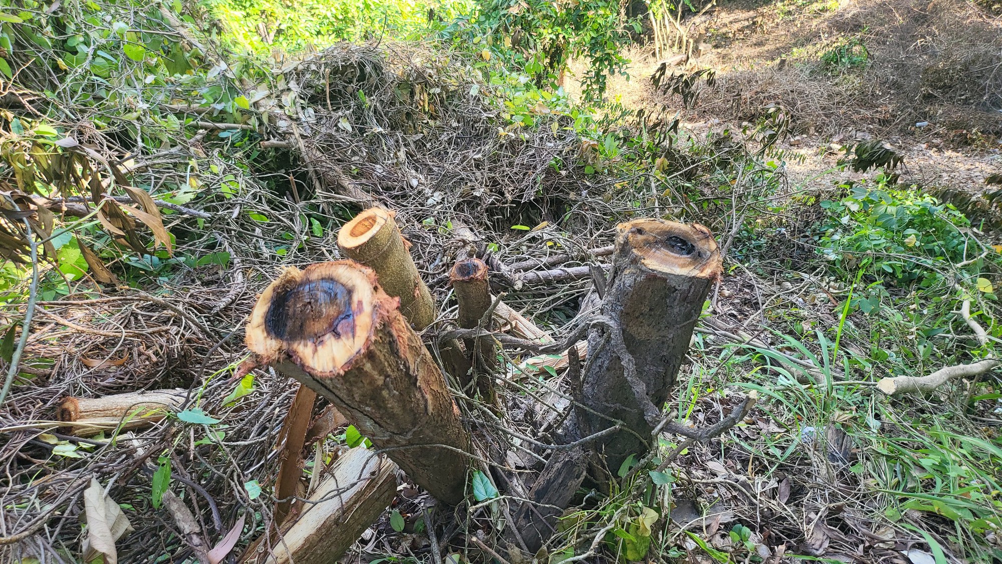 Làm rõ quy trình cấp "sổ đỏ" khu vực như bị sạt lở ở núi Nhỏ