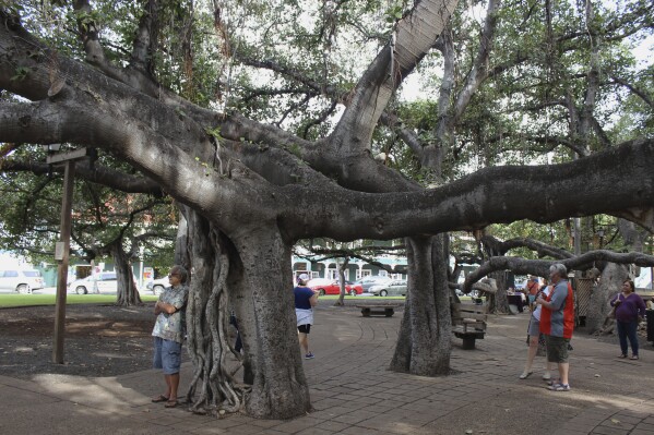 Bão lửa ở Hawaii và số phận của cây đa bồ đề 150 tuổi - Ảnh 1.