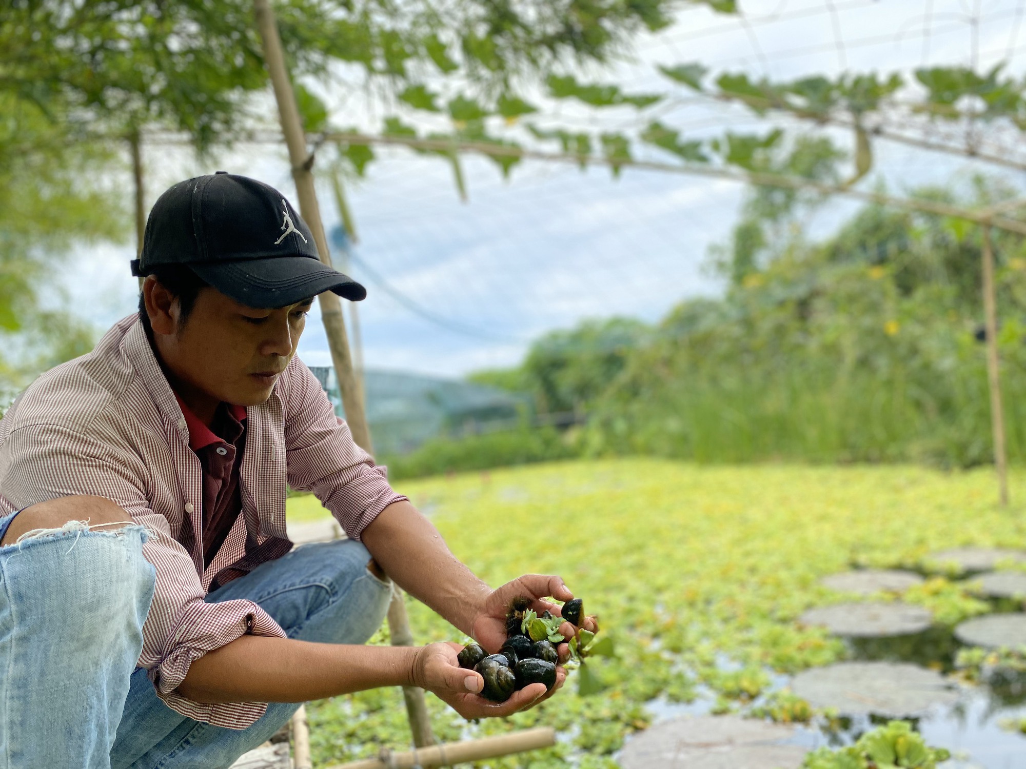 Mày mò nuôi ốc sạch