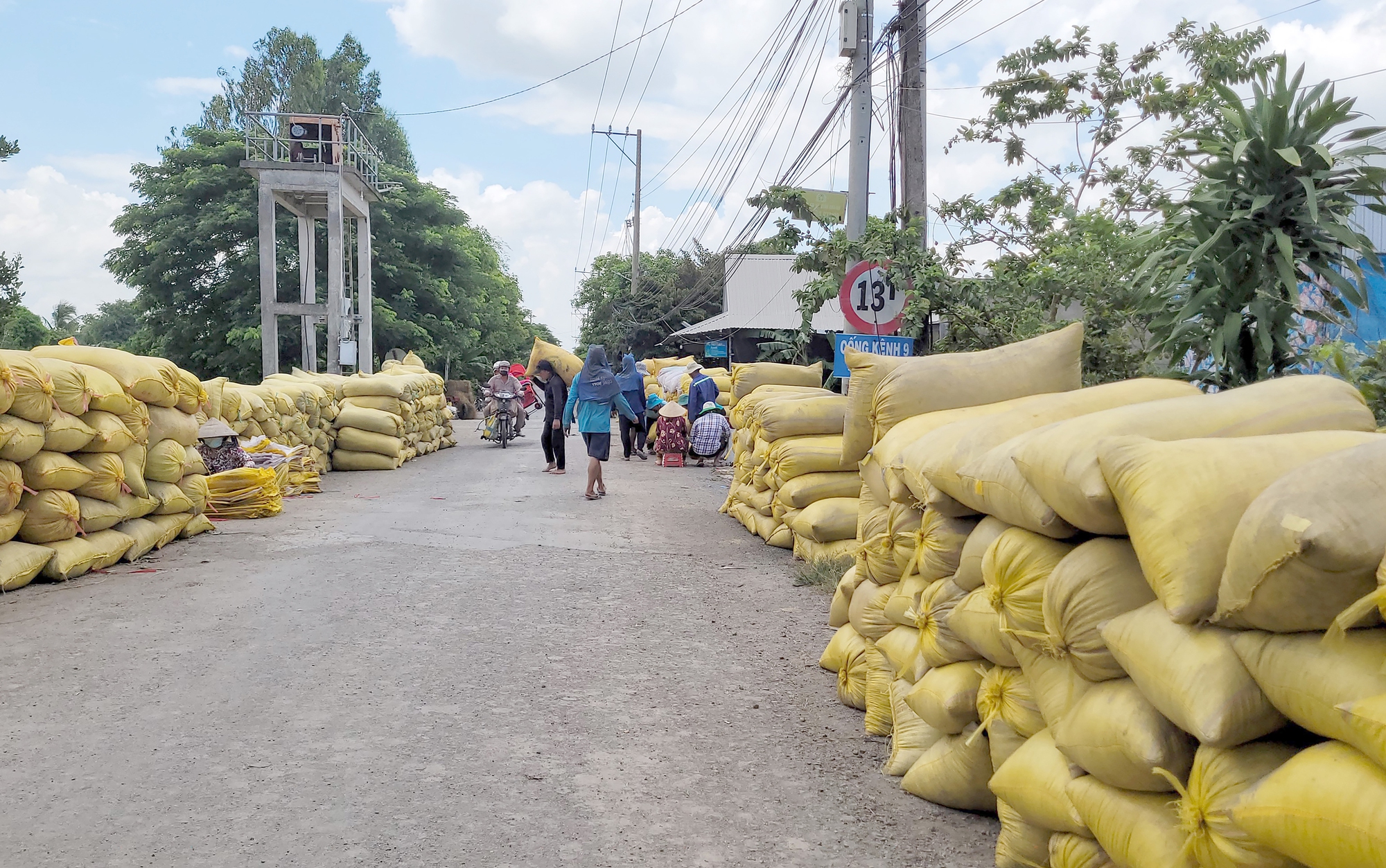 Khó tăng 50.000 ha lúa vụ thu đông