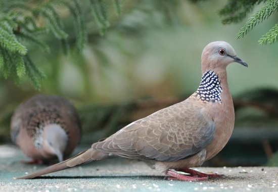 Chim cu g&aacute;y qua vườn