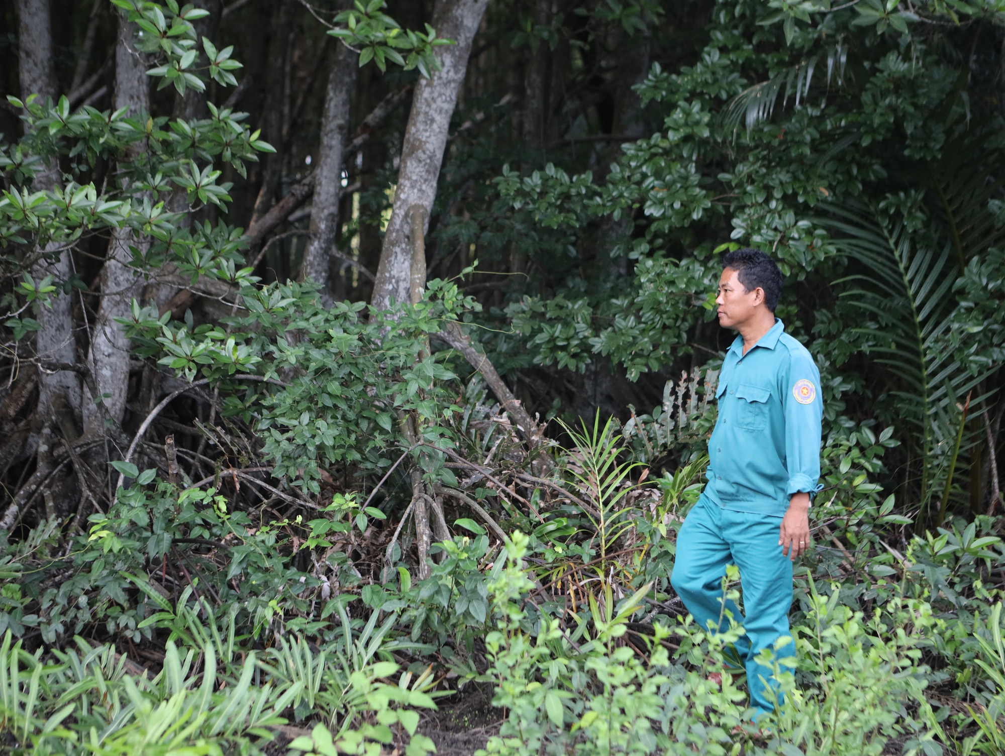 Rừng Cần Giờ dư sức th&agrave;nh Ramsar - Ảnh 2.