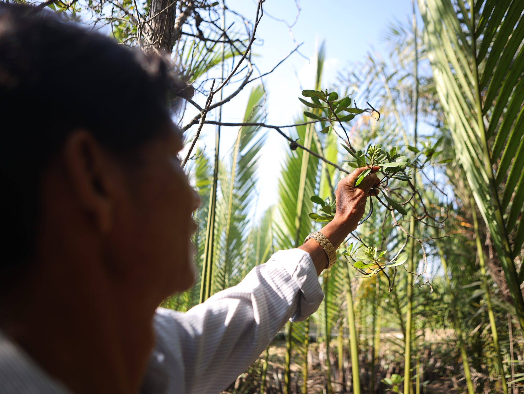 Rừng Cần Giờ dư sức th&agrave;nh Ramsar - Ảnh 3.
