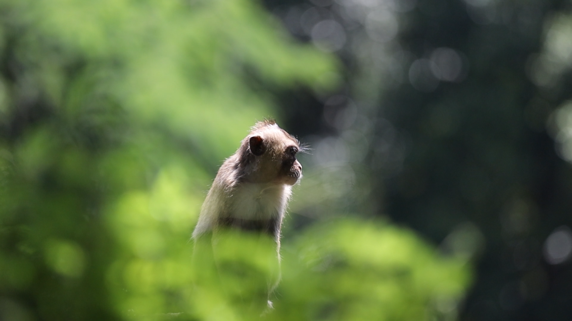VIDEO: Người dân mong chờ rừng Cần Giờ thành khu Ramsar