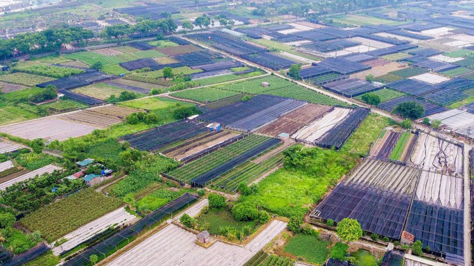 Quy định về đấu giá đất nông nghiệp của TP Hà Nội "trái pháp luật"