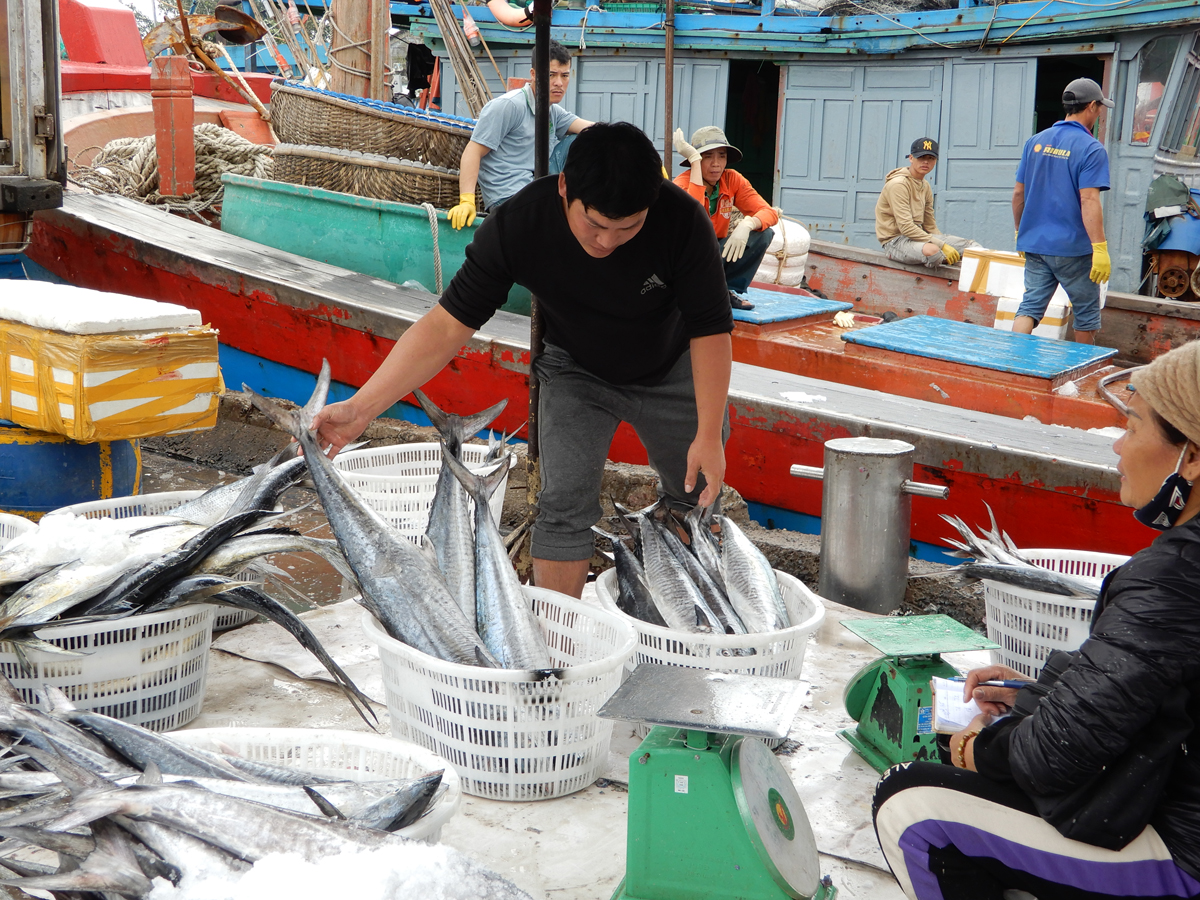 Dốc sức, quyết tâm cao gỡ "thẻ vàng" thủy sản
