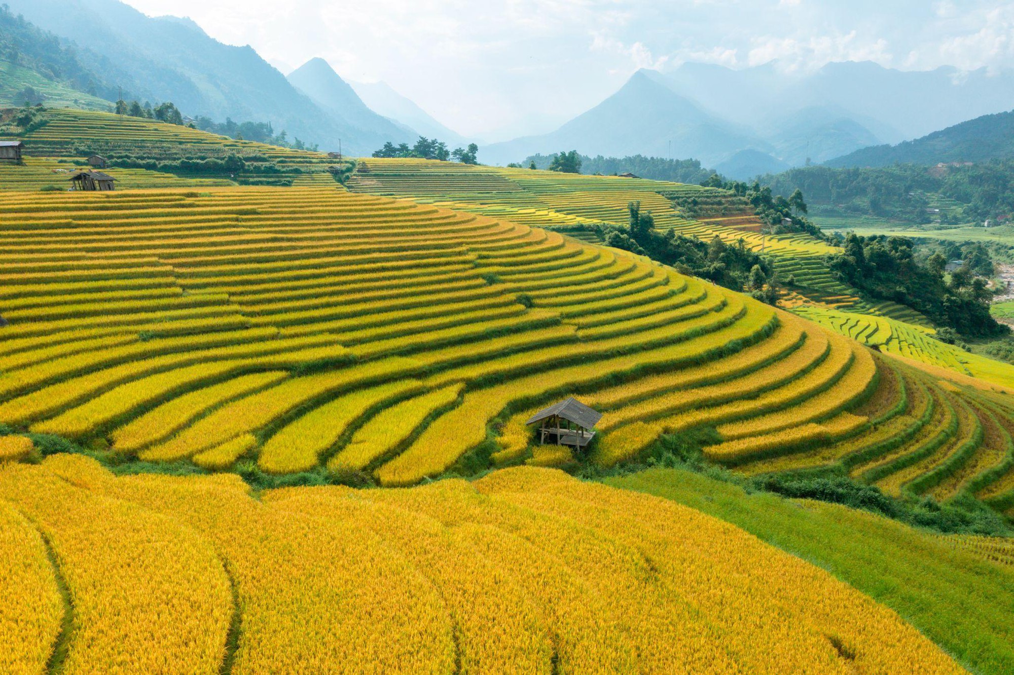 Ngỡ ng&agrave;ng trước vẻ đẹp tựa tranh vẽ của ruộng bậc thang Sa Pa - Ảnh 2.