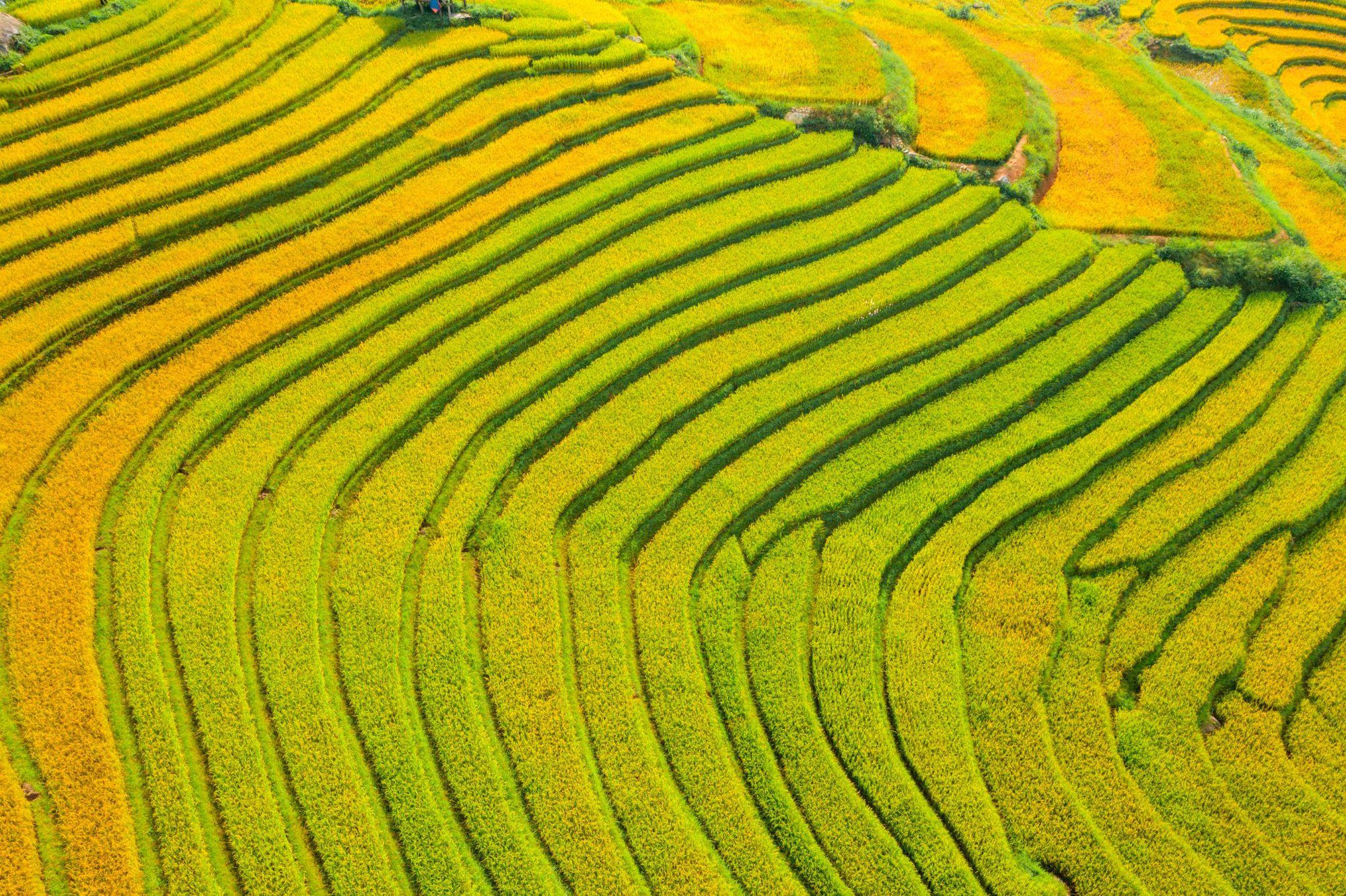 Ngỡ ng&agrave;ng trước vẻ đẹp tựa tranh vẽ của ruộng bậc thang Sa Pa - Ảnh 3.
