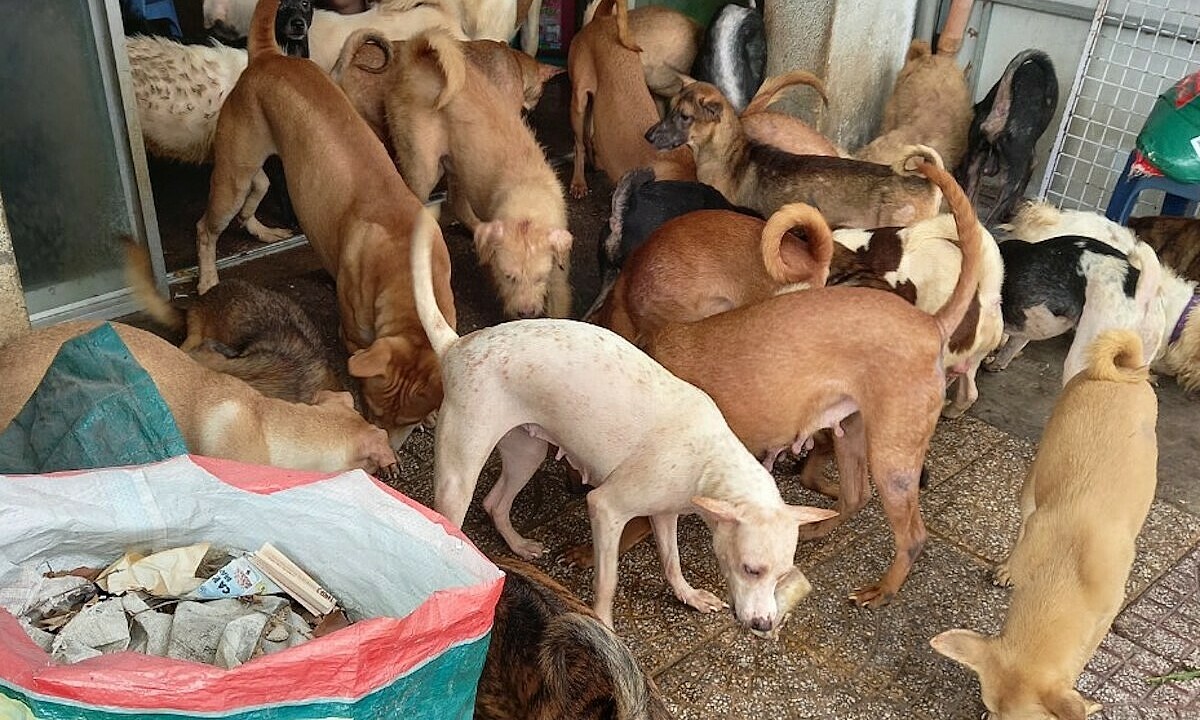 Nuôi nhốt chó: Nói hoài vẫn vậy!