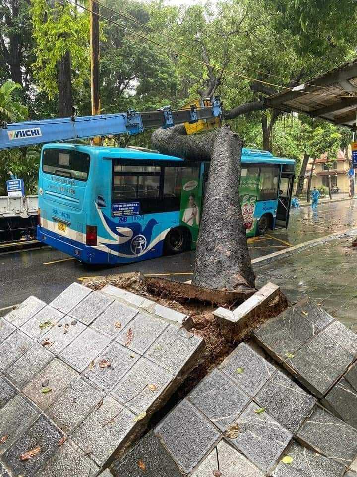 Cổ thụ đường k&iacute;nh hơn 1 m bất ngờ bật gốc đ&egrave; tr&uacute;ng xe bu&yacute;t đang chạy - Ảnh 1.