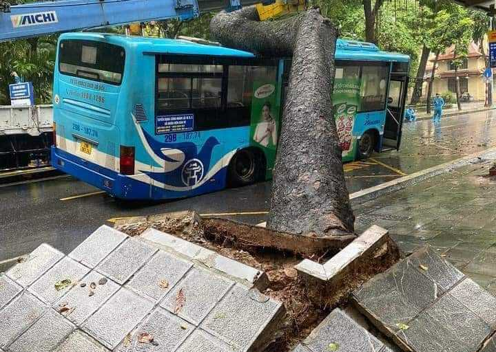 Cổ thụ đường kính hơn 1 m bất ngờ bật gốc đè trúng xe buýt đang chạy
