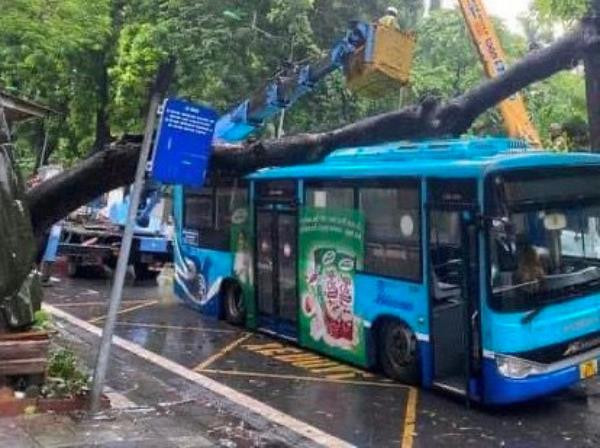 Cổ thụ đường k&iacute;nh hơn 1 m bất ngờ bật gốc đ&egrave; tr&uacute;ng xe bu&yacute;t đang chạy - Ảnh 2.