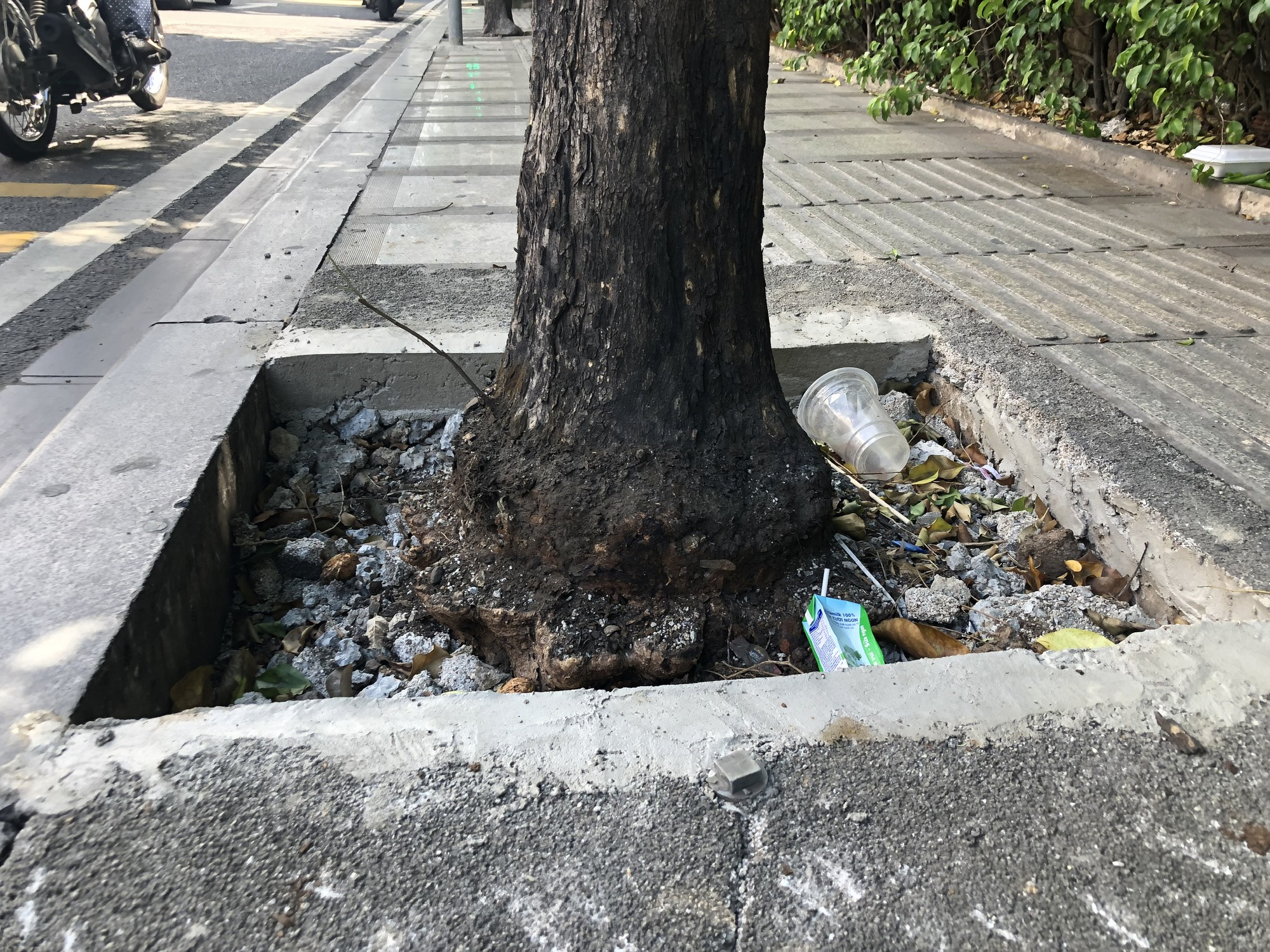 H&agrave;ng c&acirc;y bị bức tử tr&ecirc;n đường v&agrave;o s&acirc;n bay T&acirc;n Sơn Nhất được giải cứu - Ảnh 7.