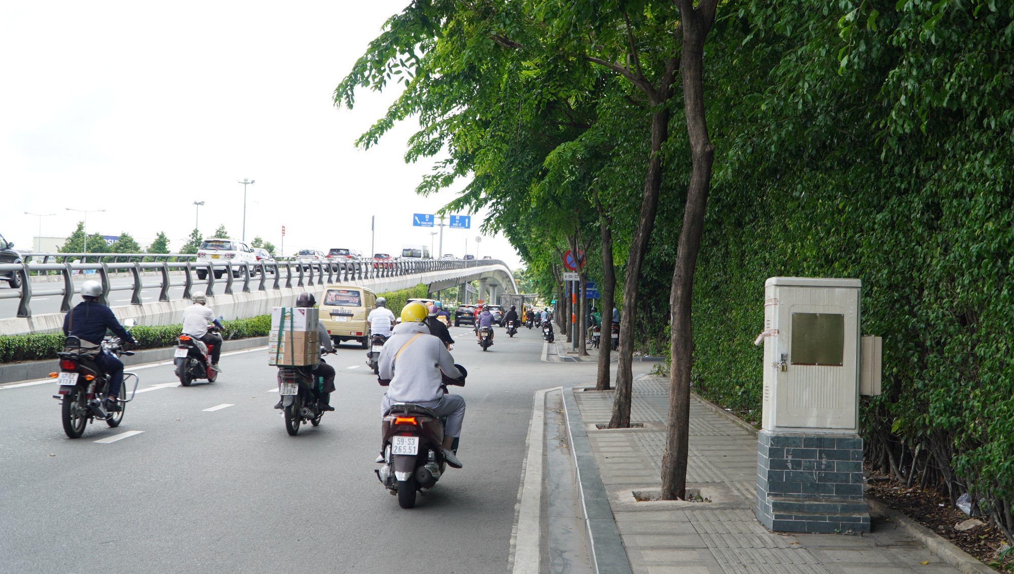 H&agrave;ng c&acirc;y bị bức tử tr&ecirc;n đường v&agrave;o s&acirc;n bay T&acirc;n Sơn Nhất được giải cứu - Ảnh 1.