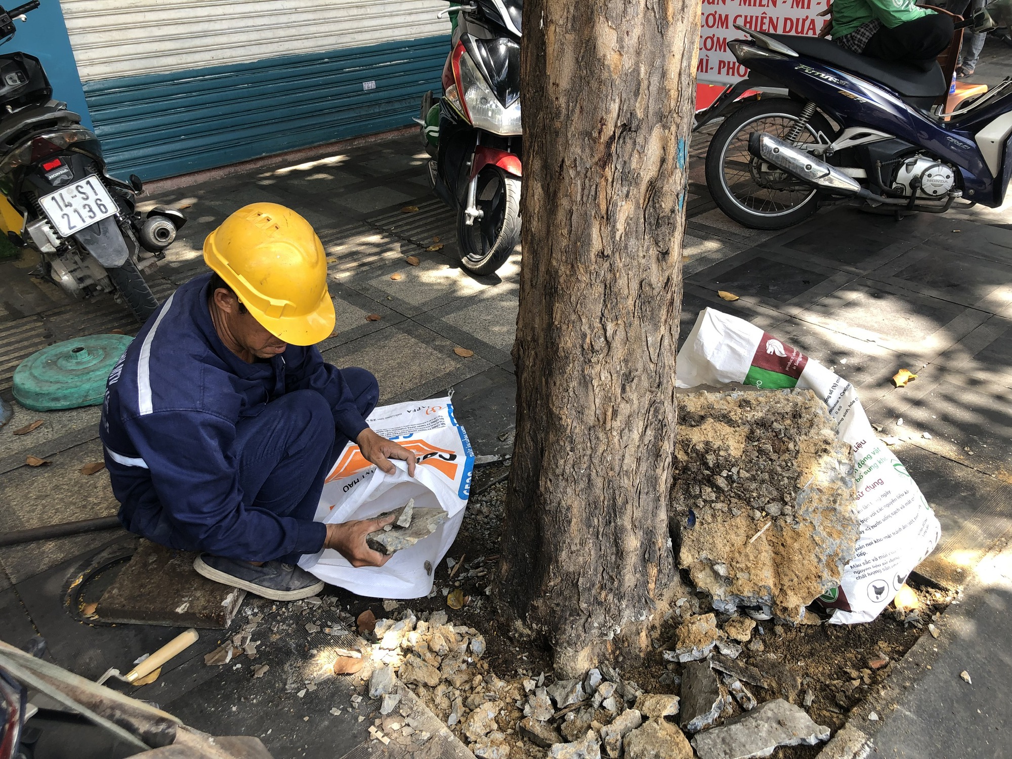Hàng cây bị "bức tử" trên đường vào sân bay Tân Sơn Nhất được giải cứu