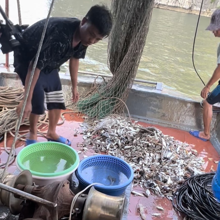 Khởi tố chủ t&agrave;u c&aacute; d&ugrave;ng phương tiện đ&aacute;nh bắt tận diệt tr&ecirc;n vịnh Hạ Long - Ảnh 3.