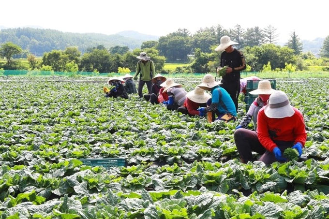 H&agrave;n Quốc thiếu lao động l&agrave;m n&ocirc;ng trầm trọng - Ảnh 1.