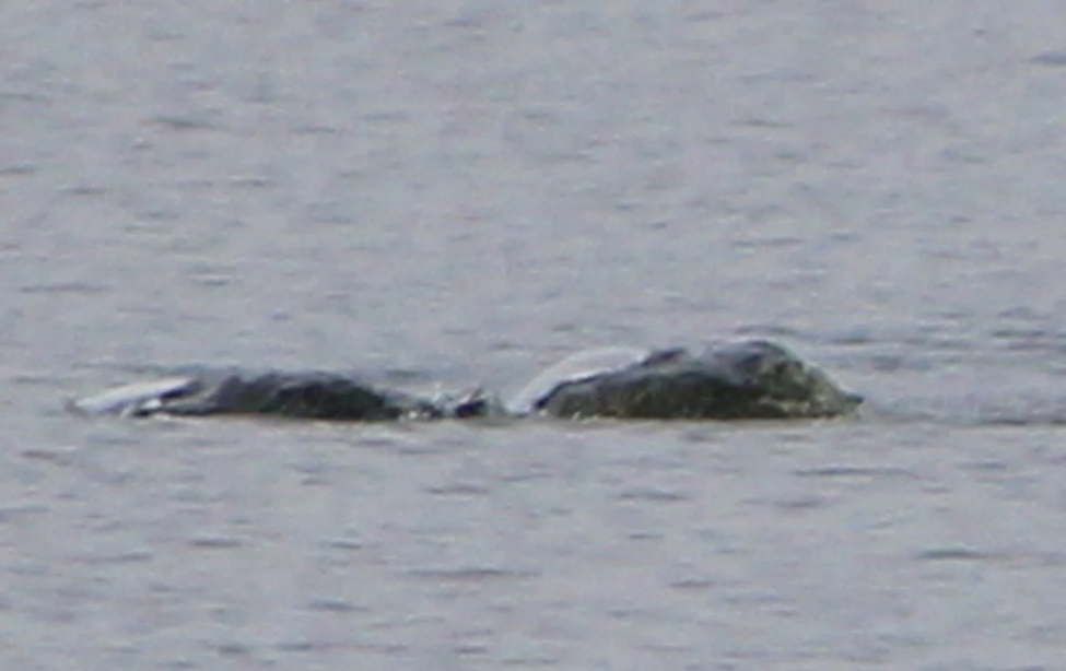 Bức ảnh mới nhất chụp “quái vật Loch Ness” đang gây xôn xao